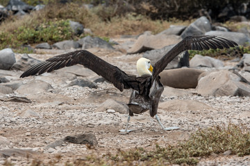An albatross unfolds its great wings, Galapagos.