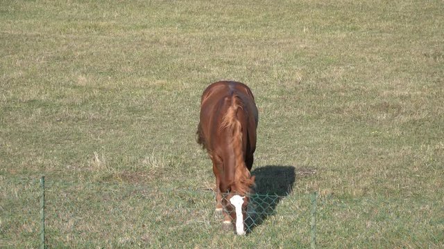 A horse grazes grass alone in a meadow in France