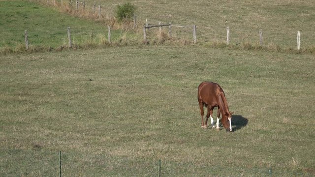 A horse grazes grass alone in a meadow in France