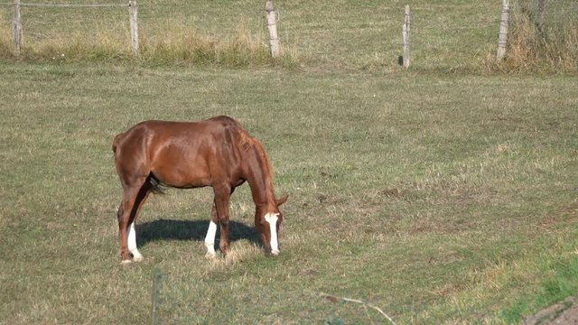 A horse grazes grass alone in a meadow in France