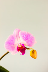 Fresh Orchid flower on light blue background. Beauty and health. Greeting card. Feminine design.