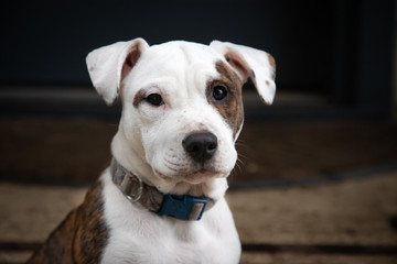 Young Puppy Portrait