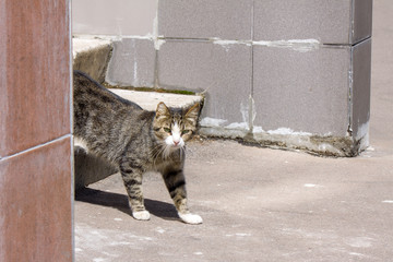A striped stray cat descends the stairs, looking through the corner of the wall.