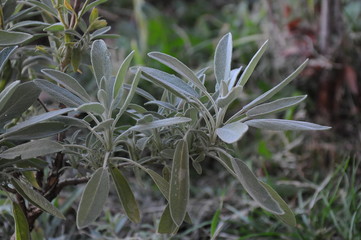 Sage growing in the garden