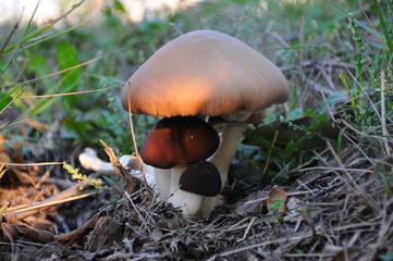 A group of oyster mushrooms in the woods
