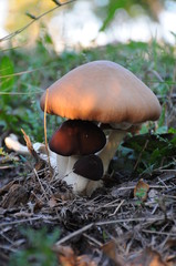 A group of oyster mushrooms in the woods