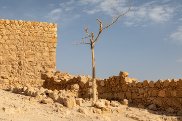 Dead Tree Among the Ruins of Masada National Park, Israel,