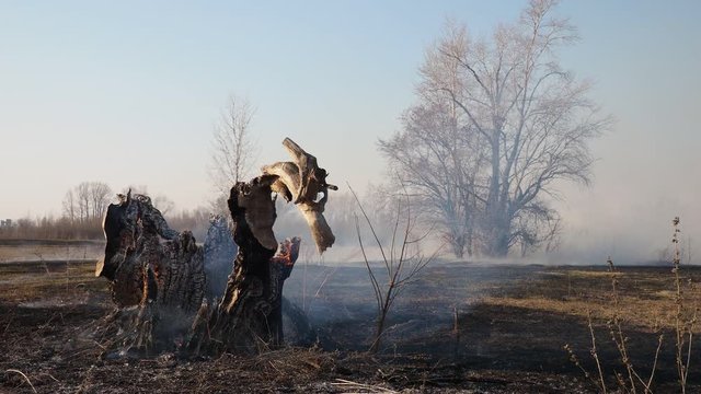 Wildfire