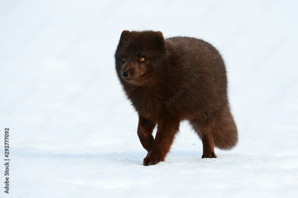 Poster Beautiful blue arctic fox (Alopex lagopus) in the snow.