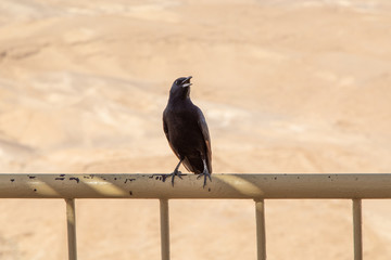 A Tristam's Starling Singing on the Fence Railing, Masada National Park, Israel