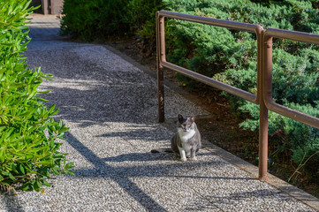 Cat sits on the footpath against the background of bushes and looks forward
