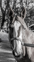 portrait of a horse