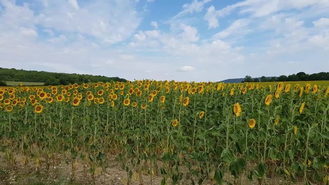 Un champs de tournesol fleuri l&eacute;g&egrave;rement ventil&eacute; sous un ciel bleu et des petits nuages