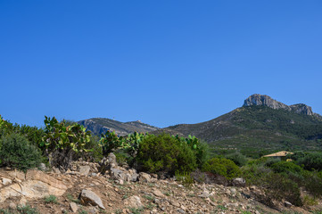 Fototapeta na wymiar Trees and mountains against the blue sky in Sardinia