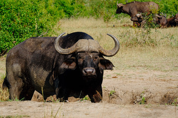 Adult cape buffalo staring at the camera head on