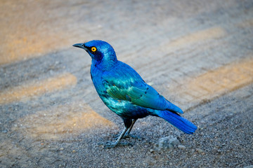 Greater-blue-eared Starling standing on dirt