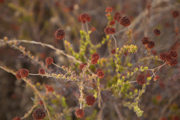 red wild flowers