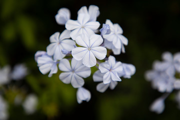 white flower close up