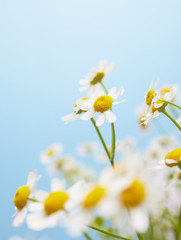 Closeup of fresh chamomile flowers