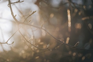 sun shining through branches