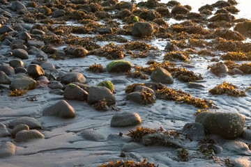 Background of stones and seaweed on beach