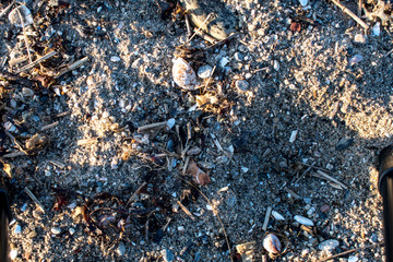 background of beach sand, rocks, shells and texture