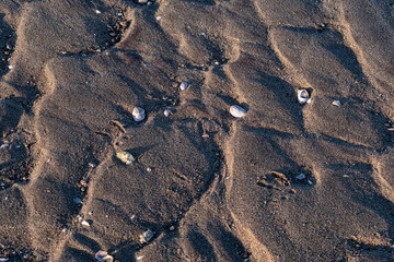 background of beach sand, rocks, shells and texture