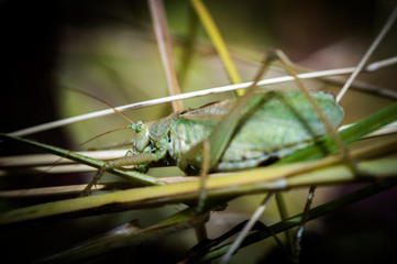 grasshopper on green leaf