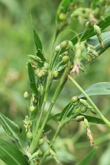 Obraz premium Coix lacryma-jobi is a gramineae plant that grows on the waterside and fields, and the fruit swells from white to gray and black. The root is a herbal medicine.