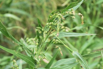 Coix lacryma-jobi is a gramineae plant that grows on the waterside and fields, and the fruit swells...