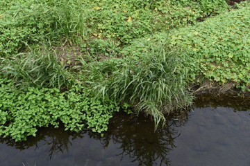 Coix lacryma-jobi is a gramineae plant that grows on the waterside and fields, and the fruit swells from white to gray and black. The root is a herbal medicine.