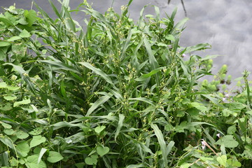 Coix lacryma-jobi is a gramineae plant that grows on the waterside and fields, and the fruit swells from white to gray and black. The root is a herbal medicine.