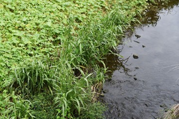Coix lacryma-jobi is a gramineae plant that grows on the waterside and fields, and the fruit swells from white to gray and black. The root is a herbal medicine.
