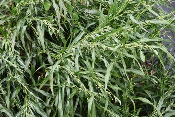 Coix lacryma-jobi is a gramineae plant that grows on the waterside and fields, and the fruit swells from white to gray and black. The root is a herbal medicine.