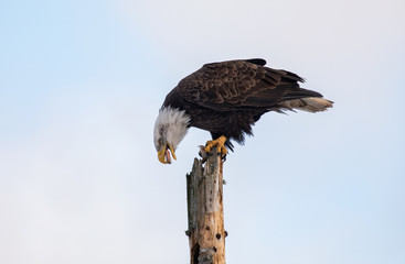Bald Eagle 