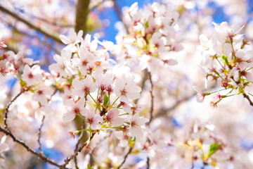 cherry tree blossom