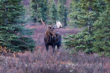 Bull Moose in Denali National Park