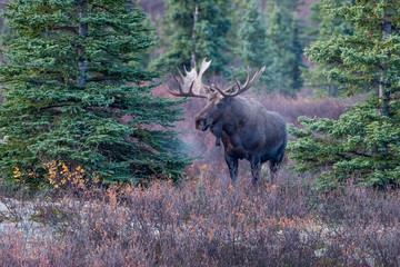 Bull Moose in Denali National Park