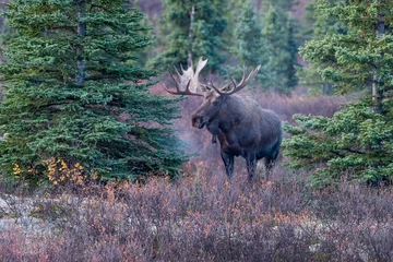 Printed kitchen splashbacks Moose Bull Moose in Denali National Park