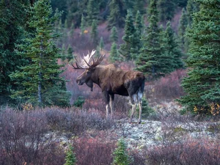 Bull Moose in Denali National Park
