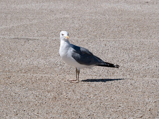 seagull perched on the ground