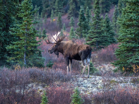 Bull Moose in Denali National Park