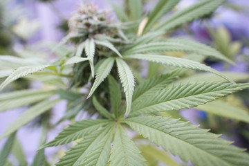 Marijuana Plant Leafs Close Up High Quality 