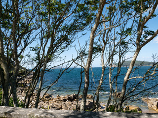 Obraz premium coastal landscape with trees against the light