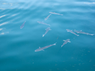 Naklejka premium small sharks swimming on the surface