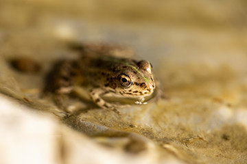 Close-up frog