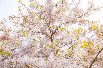 Fototapeta premium spring tree blossom
