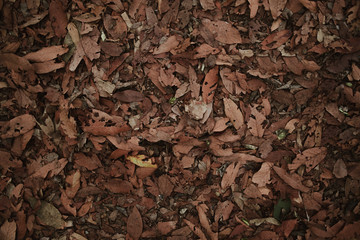 textura hojas