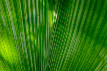 Green leaf of tropical plant. Decorative flora in sunlight. Palm as houseplant. Tropical leaf texture closeup.