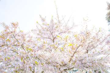 Spring tree blossom cherry blossoming flowers